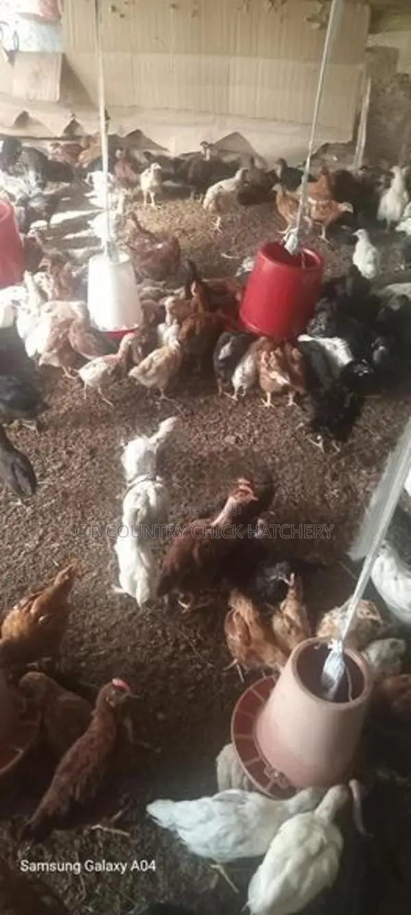 කිකිලි පැටවු
