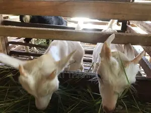 goats sanane
