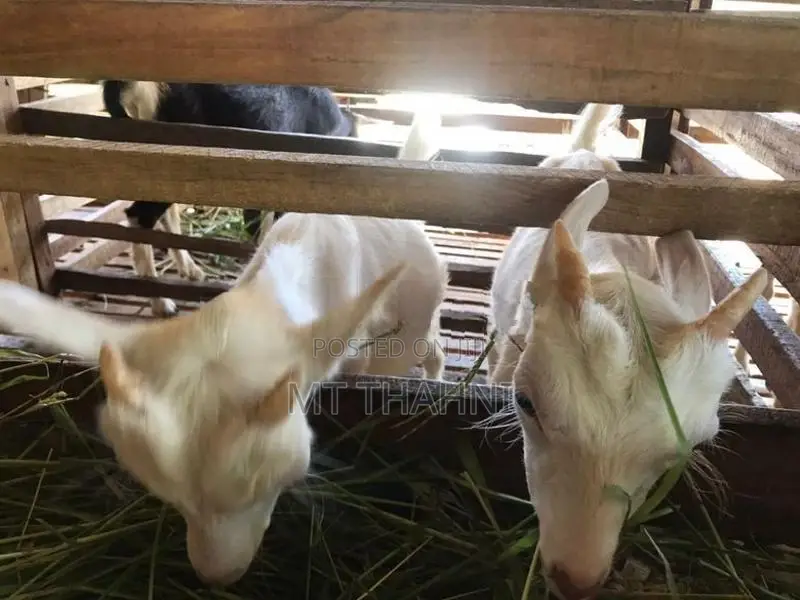 goats sanane