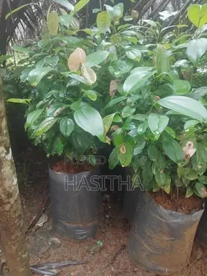 Kurudu Pela