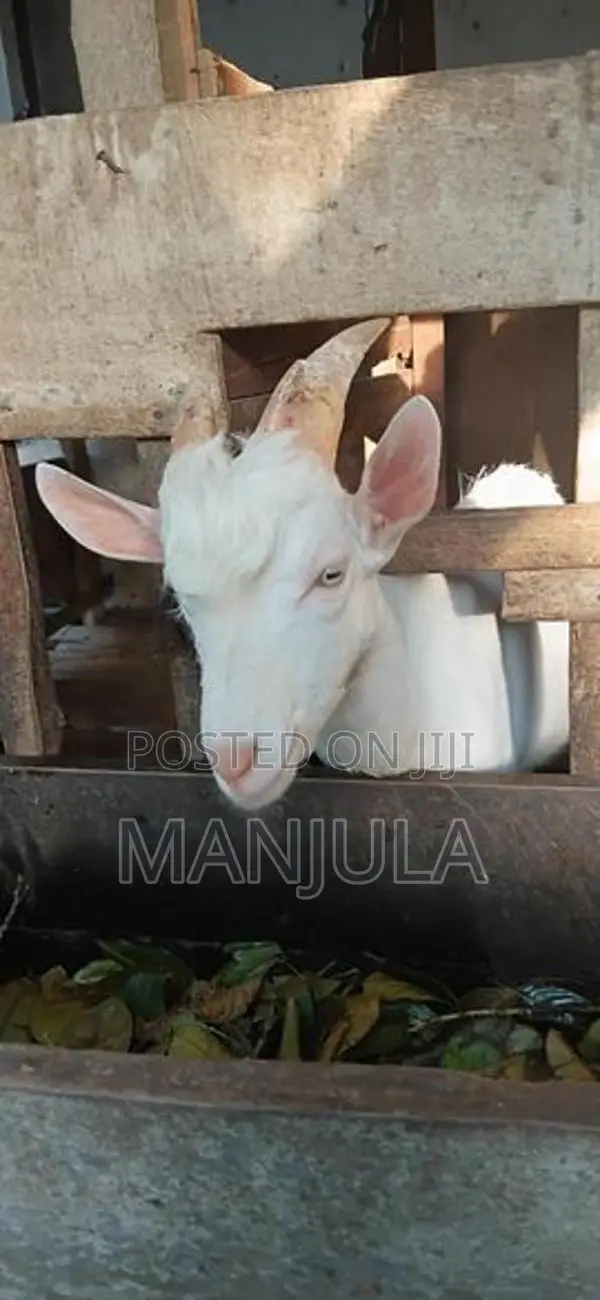 Sanan Goat
