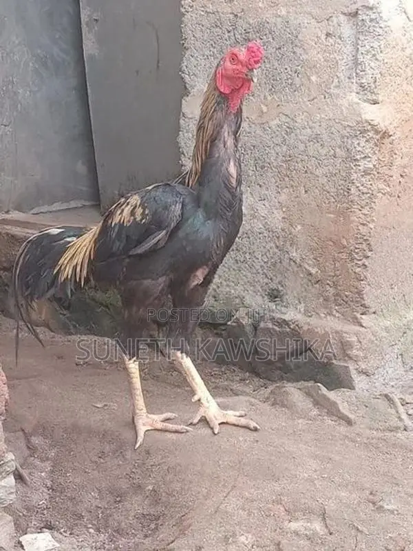 Kukulan