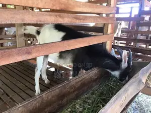 goats sanane