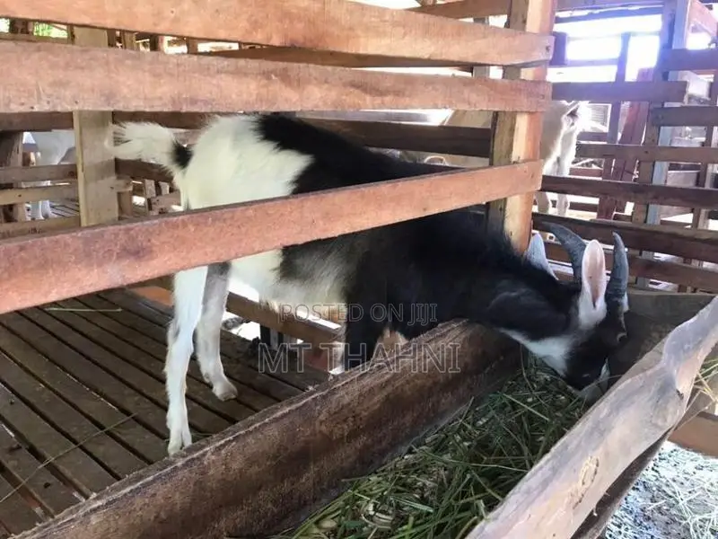 goats sanane