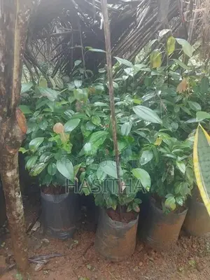 Kurudu Pela