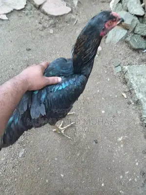 Rooster