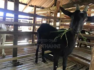 goats sanane