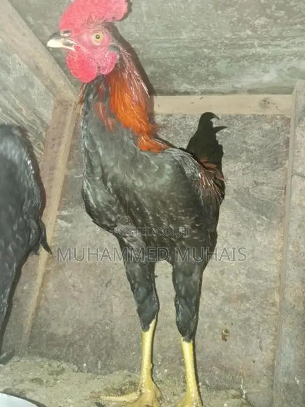 Rooster
