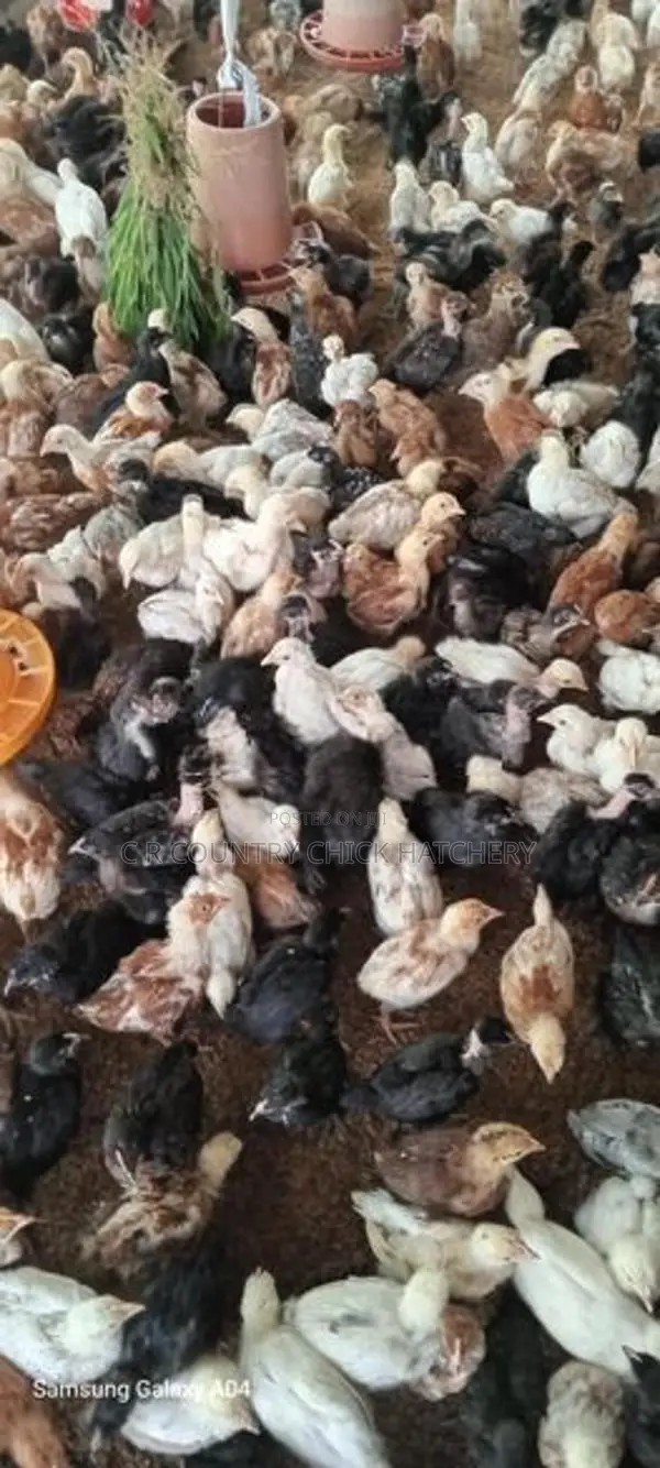 කිකිලි පැටවු