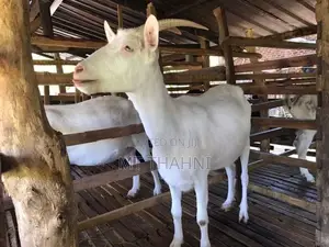 goats sanane