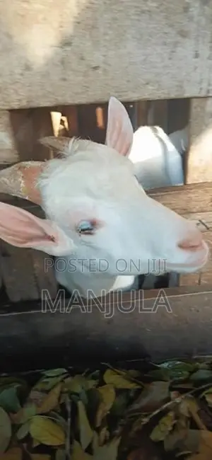 Sanan Goat