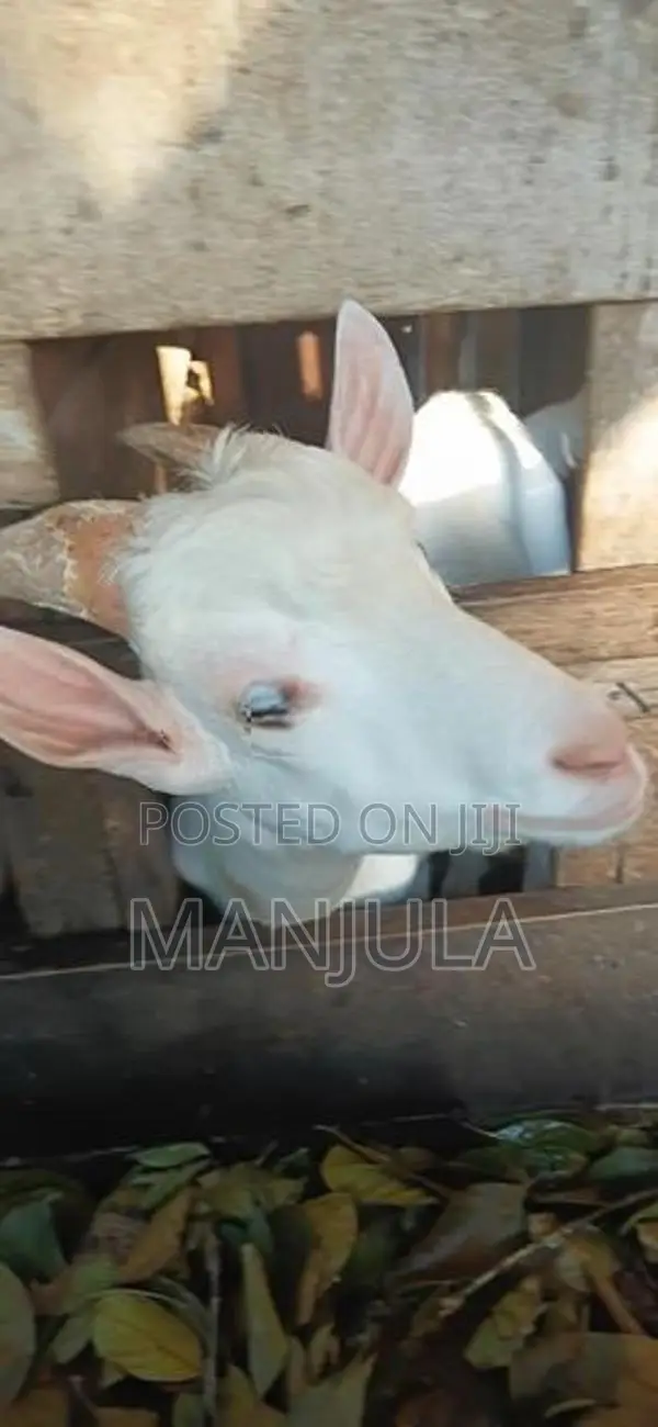 Sanan Goat