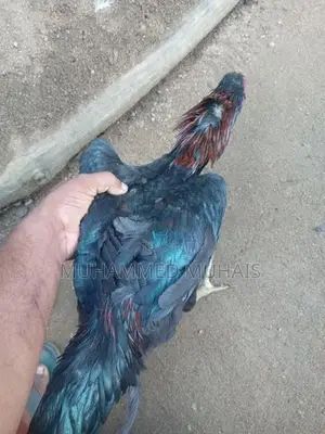Rooster