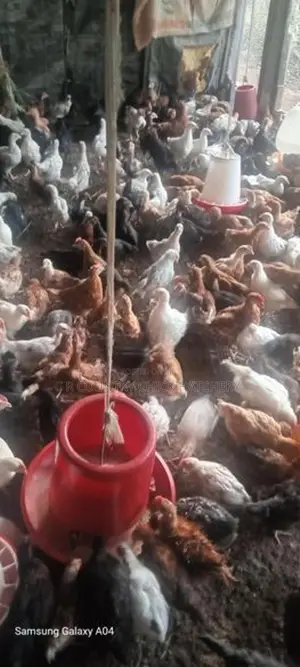 කිකිලි පැටවු