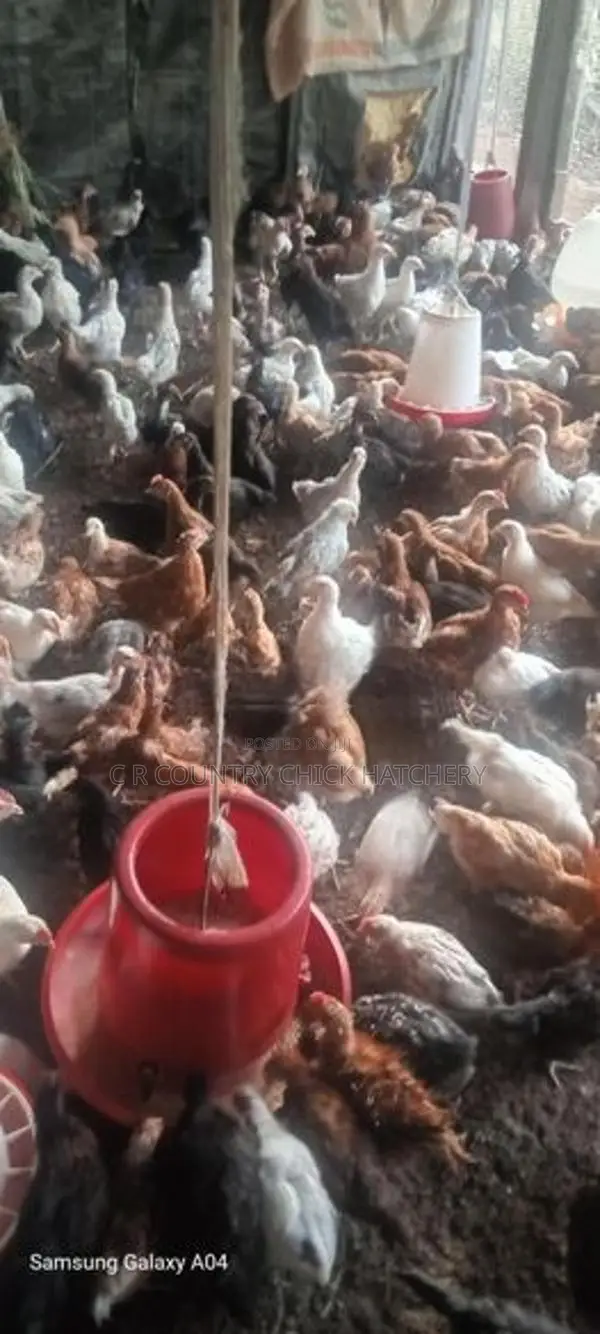 කිකිලි පැටවු