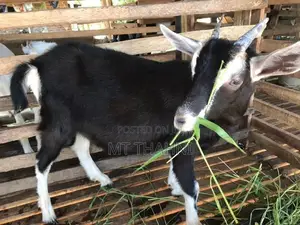 goats sanane