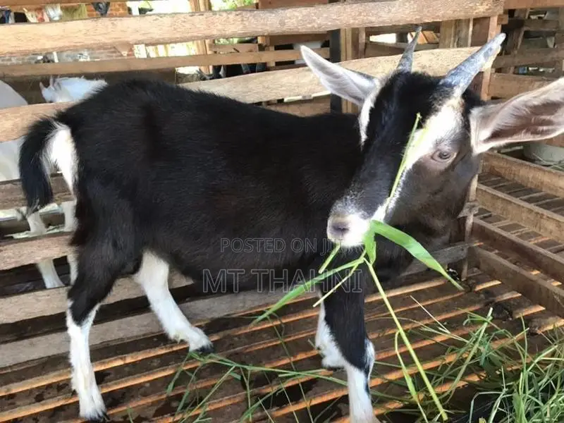 goats sanane