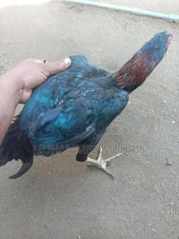 Rooster