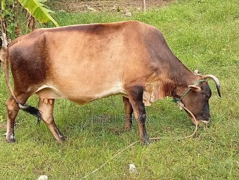 Kiri Wassi