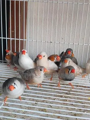 Finch Bird