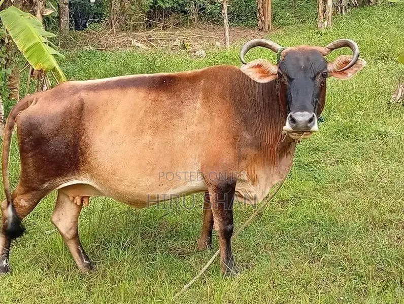 Kiri Wassi