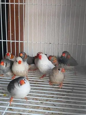 Finch Bird