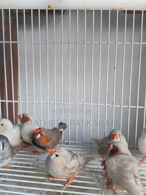 Finch Bird