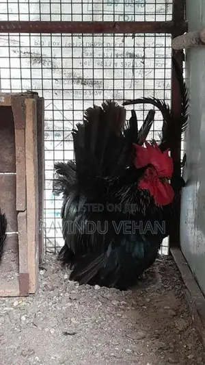 Japanese Bantam Chicken