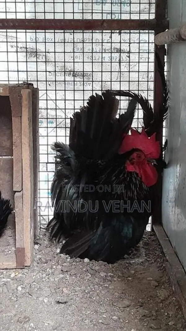 Japanese Bantam Chicken
