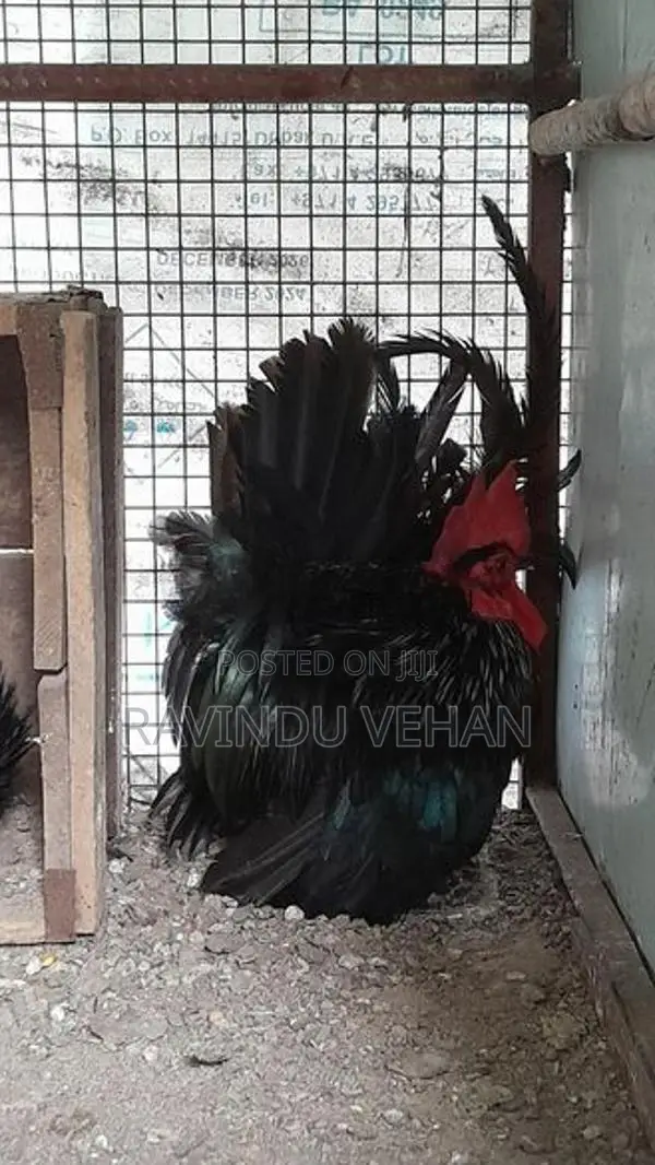 Japanese Bantam Chicken