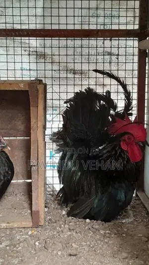 Japanese Bantam Chicken