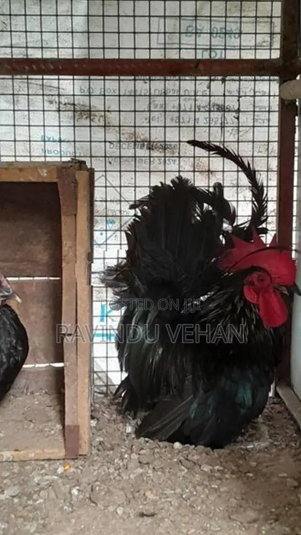 Japanese Bantam Chicken