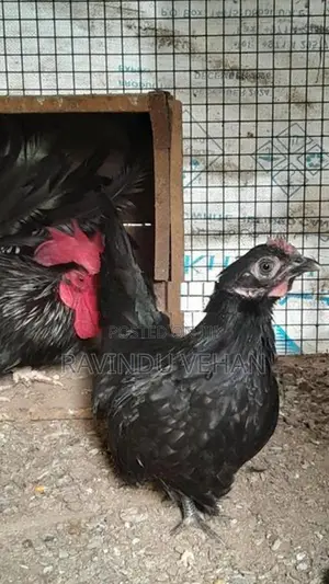 Japanese Bantam Chicken