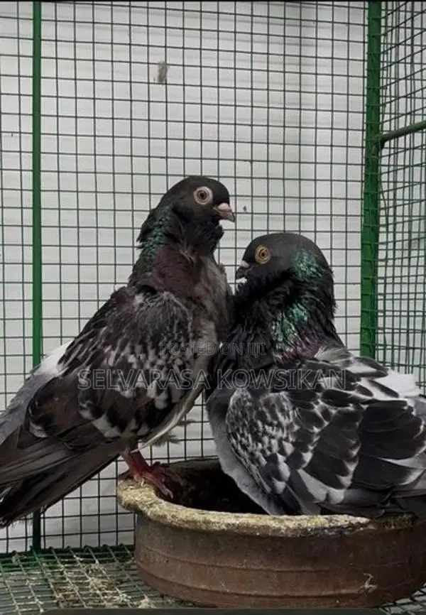 Chinese Owl Pigeon