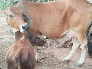 Farm Cow