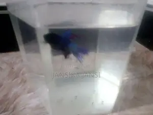 Crown Dial Fighter Fish