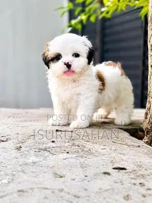 Shih Tzu Puppies