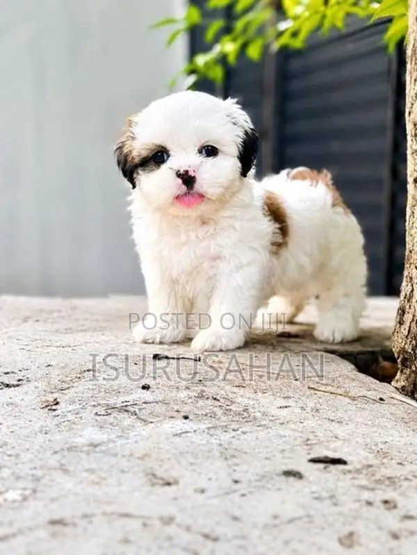 Shih Tzu Puppies