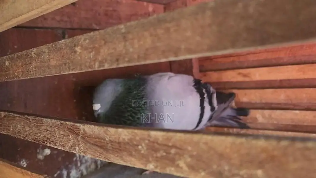 Pigeons