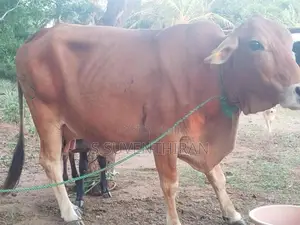 Farm Cow