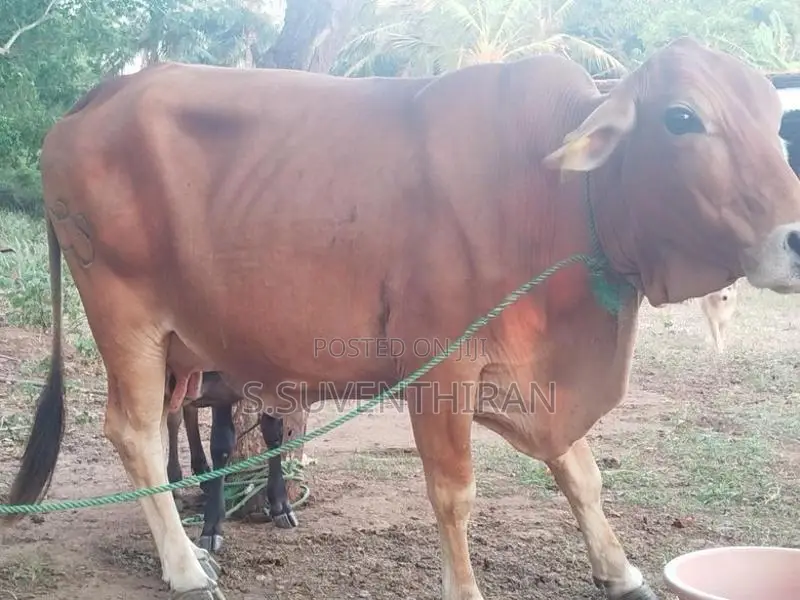 Farm Cow