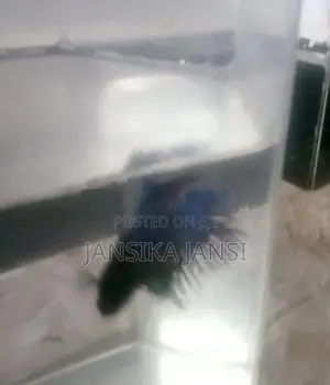 Crown Dial Fighter Fish