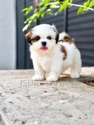 Shih Tzu Puppies