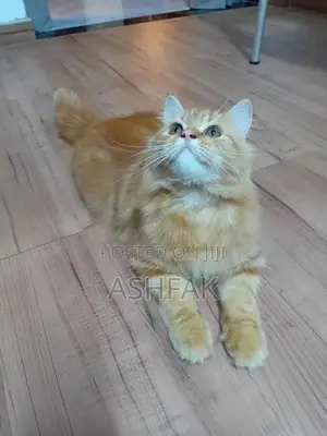 Persian Cat