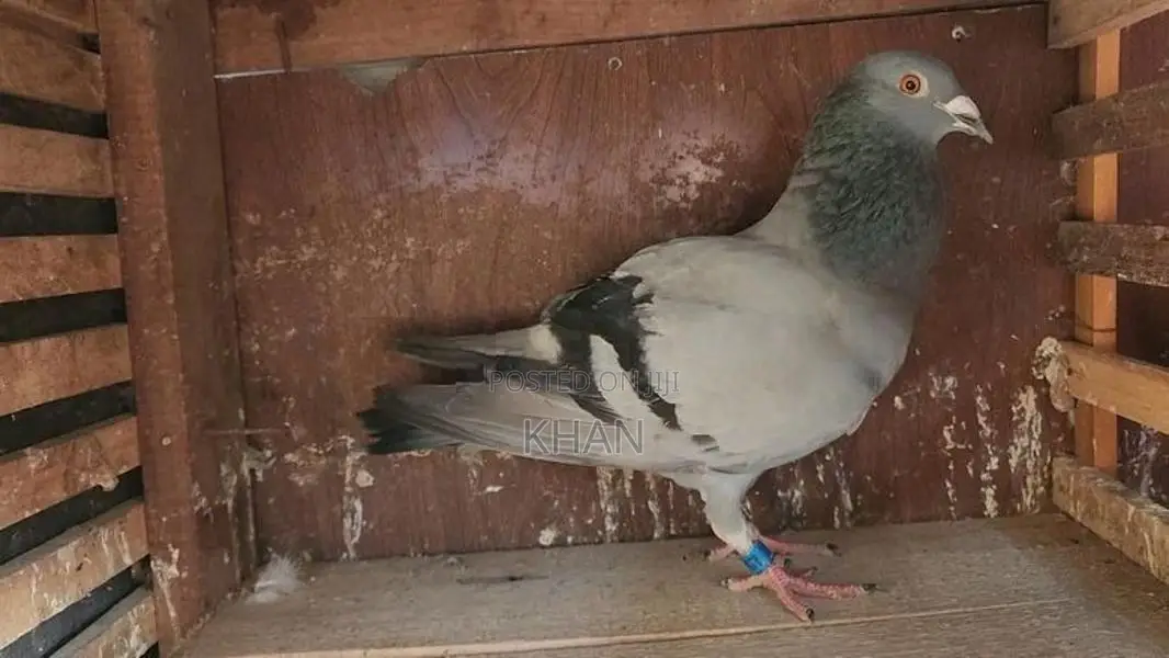 Pigeons