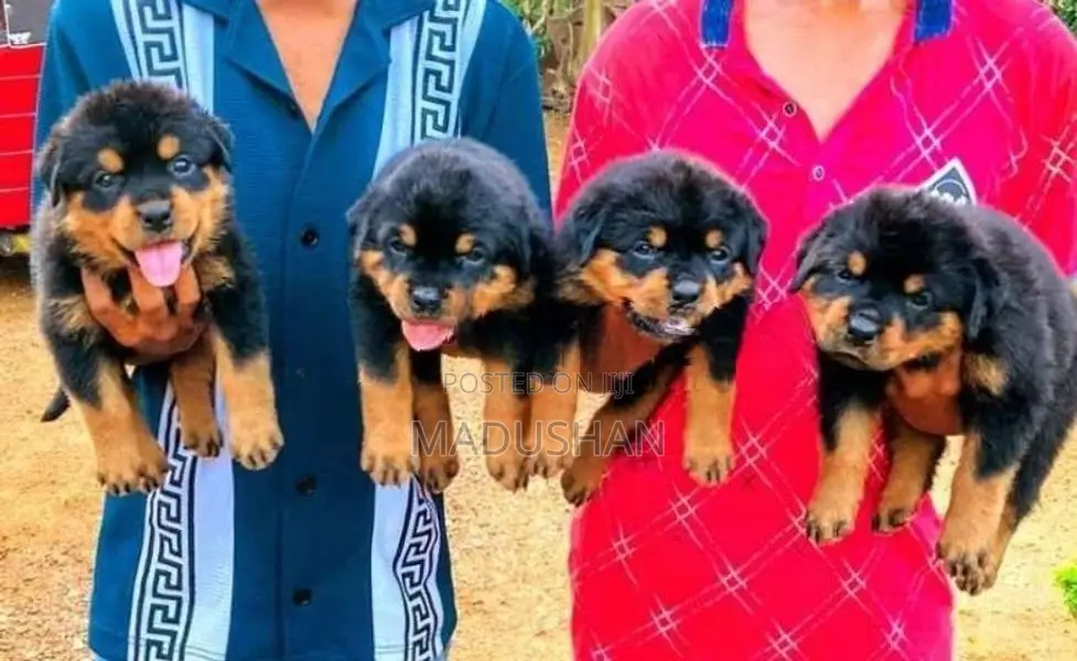 Rottweiler Puppies