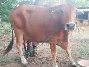 Farm Cow