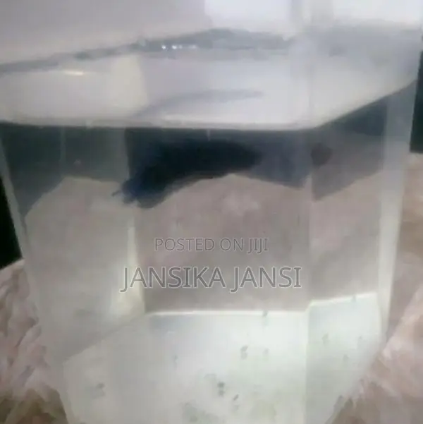 Crown Dial Fighter Fish