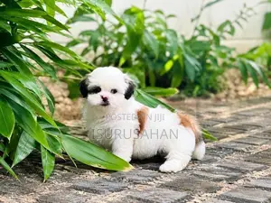 Shih Tzu Puppies