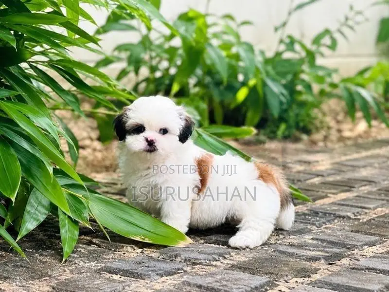Shih Tzu Puppies